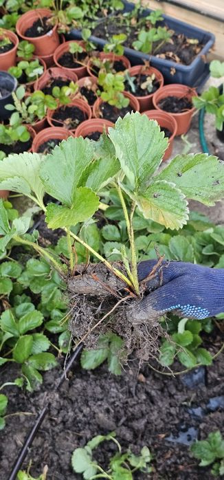 Stoloni capsune tot anul se pot planta oricand unifere amandine