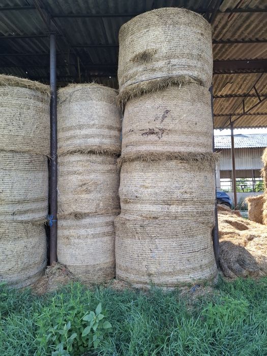 Baloti fan sau Lucerna Livram RO UE  la TIR rotunzi 1,2m x1,2 m cate min 40.dreptunghiulari min  500.nu dam la bucati.