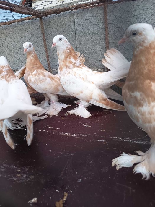 Porumbei Roller Persan