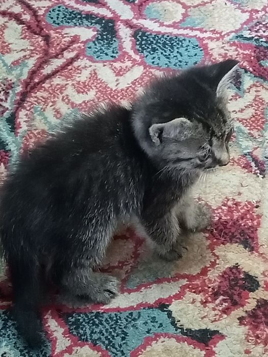 Отдам в хорошие руки котят