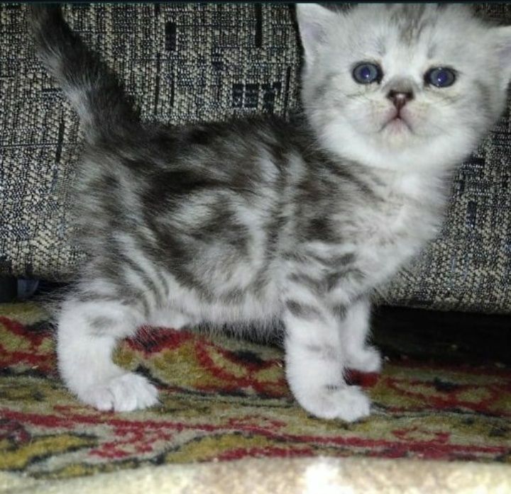 Скоттиш фолд. Кот. Вязка