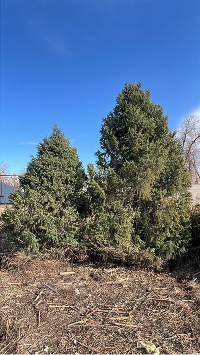 Продам ёлки находится в посёлке Ключи