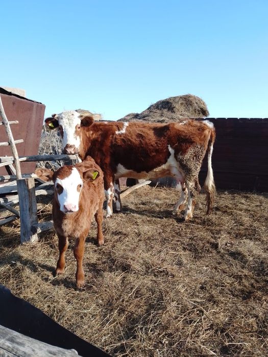 Продам корову с телёнком