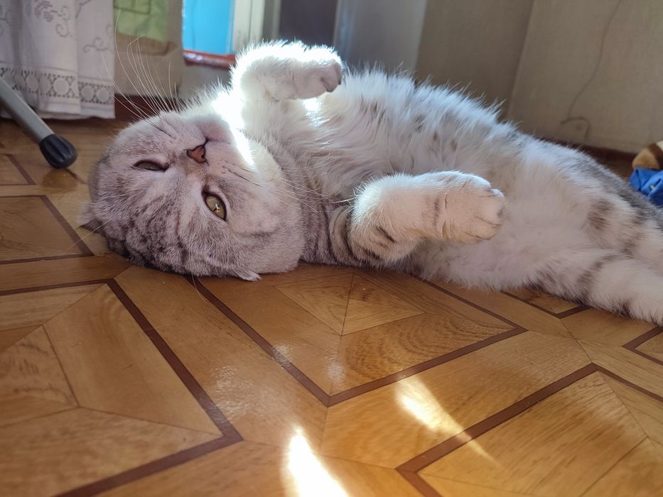 Кот. Вязка. Скоттиш фолд.