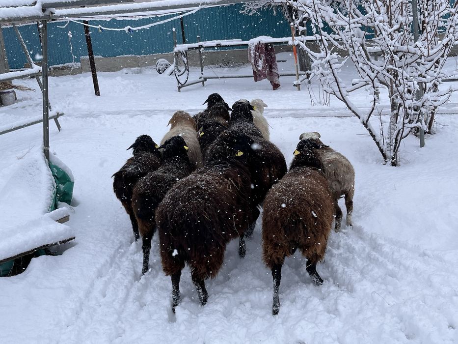 Семіз қой тоқтылар бар