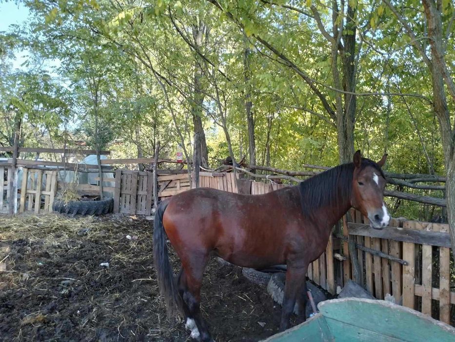 Продаваме/покриване жребец Арабскашагия, документи 7500 Е