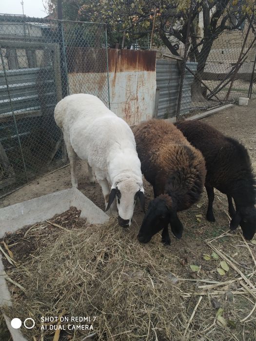 Баран арашан 1год