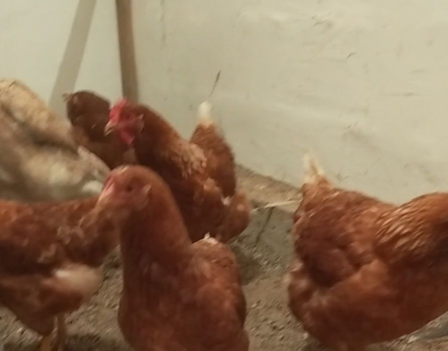 Продам курей ломан браун