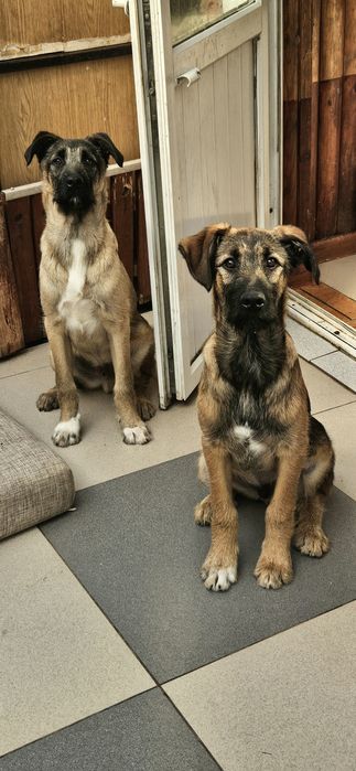 Дворянчики подростки  ищут хозяина!