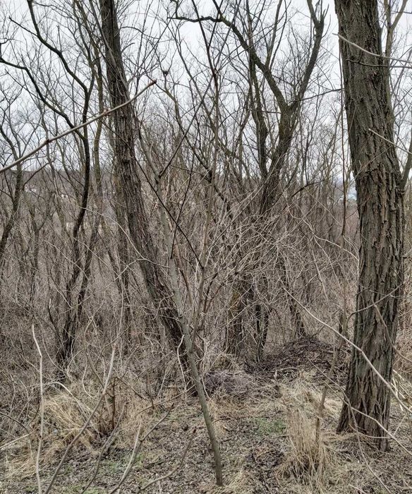 Vând casă cu anexă gospodarească, gradină și pădure salcămi maturi.