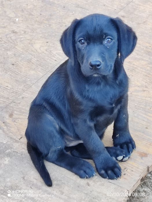 Cățelușa labrador 9 saptamani