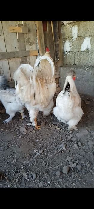 Tuhum sotiladi yapon ,Brama,Jersi zot