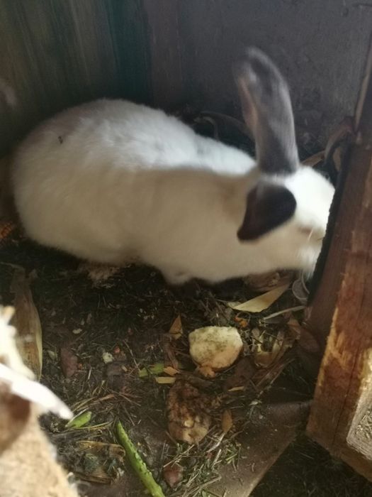 Iepurași de 3 luni