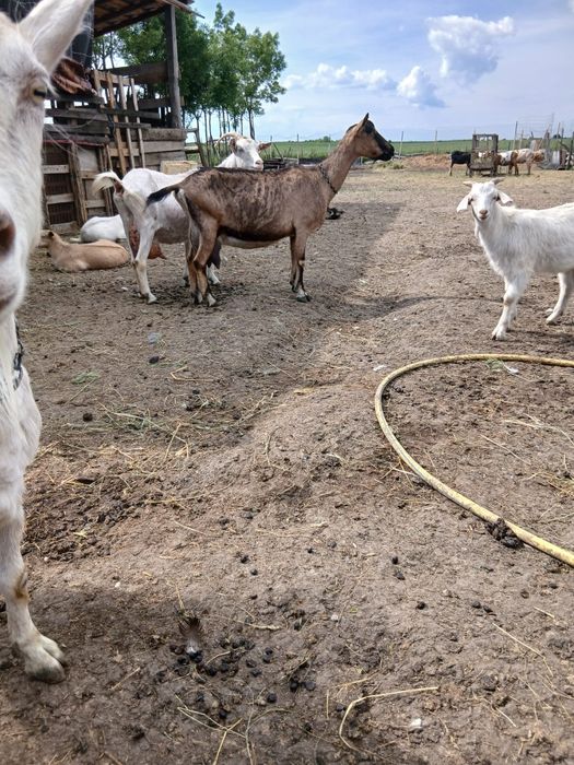 Vând 15 capre bune de lapte si tinere . Capre de rasă pret negociabil  se dau si la bucata