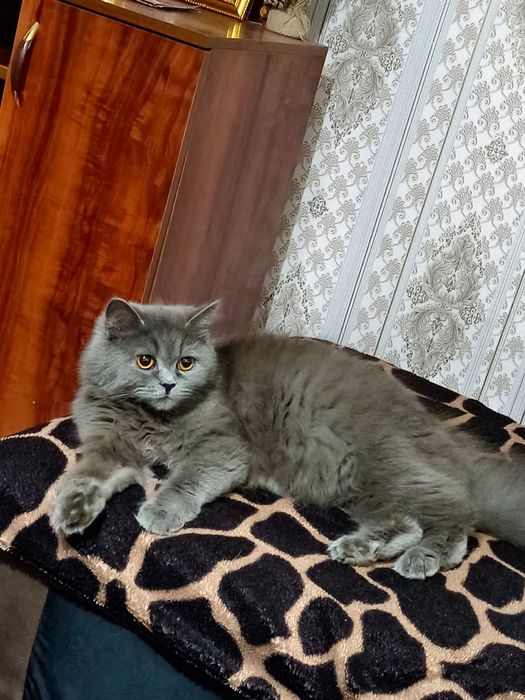 Котёнок Скотиш страйт