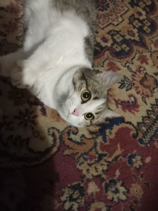 Кошечка и котикв хорошие руки