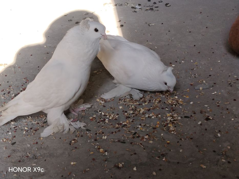 Кабутар сотилади
