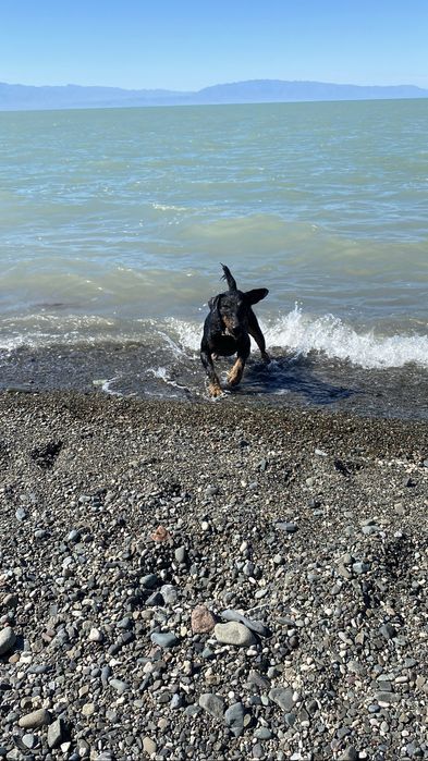 Ягдтерьер. Готов к вязке