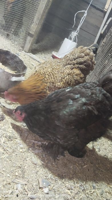 Цыплята яйцо брамы