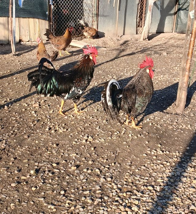 Oua pentru incubat gaini italiene, australorp si ameraucana