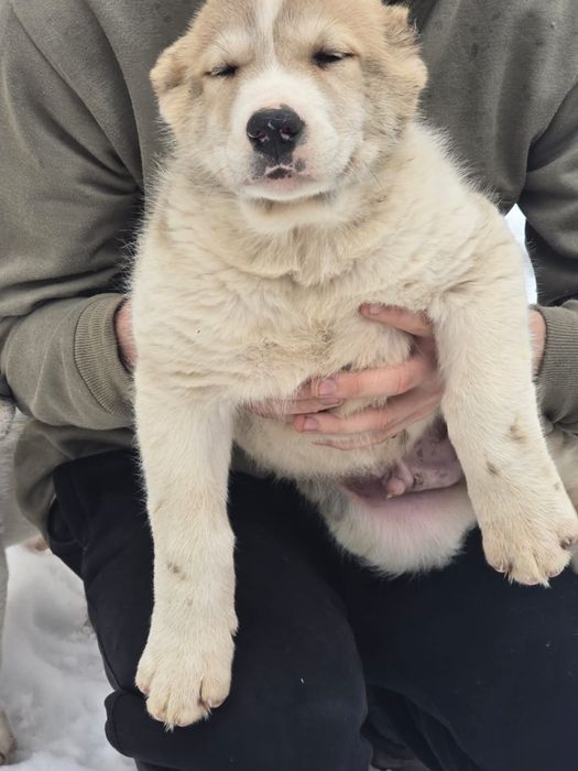 Продам щенков Алабая