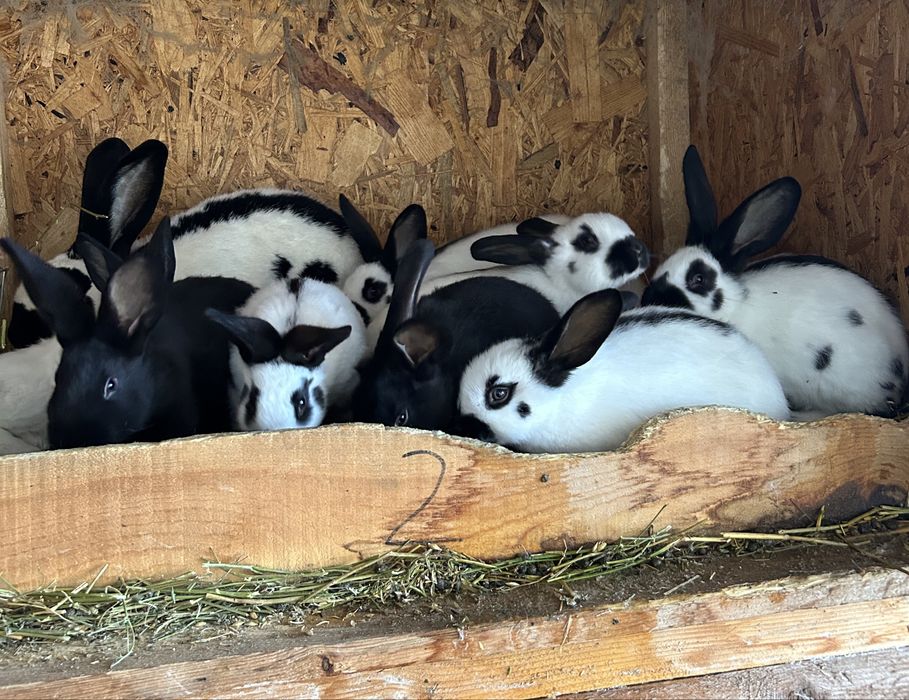 Pui de iepure fluture german