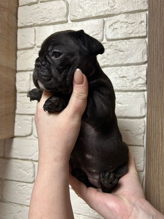 Французский бульдог