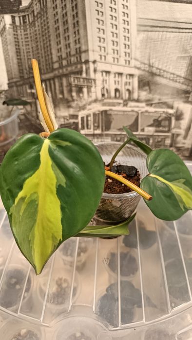 Филодендрон Скандис Бразил