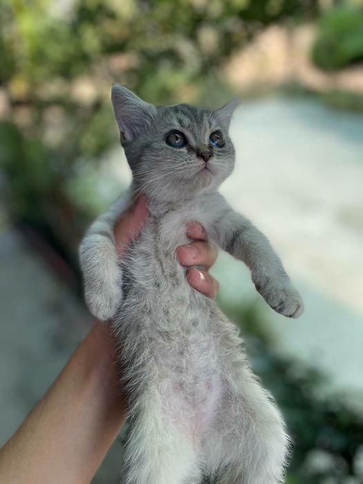 Scottish strayt серебристый табби