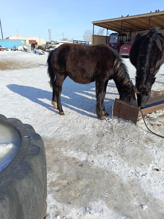 Продам жеребят полутяж