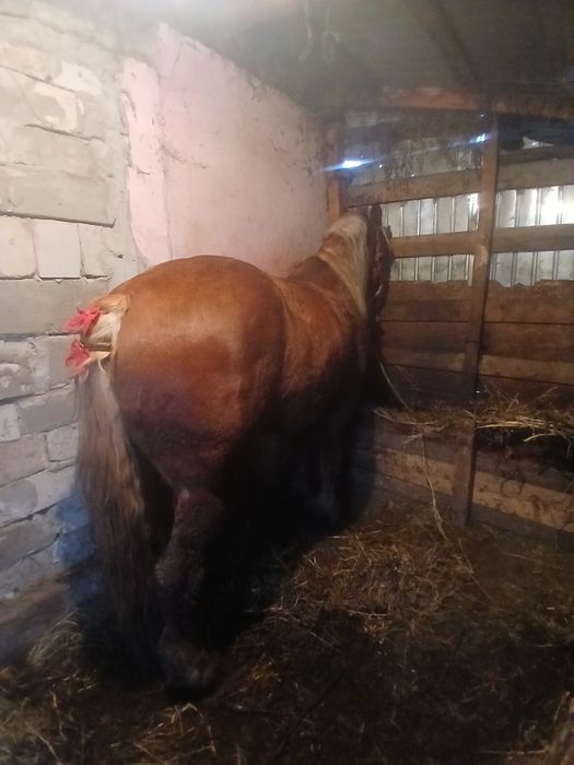 Mânz de 3 ani de vânzare