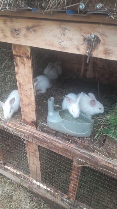 Продам кроликов помесь