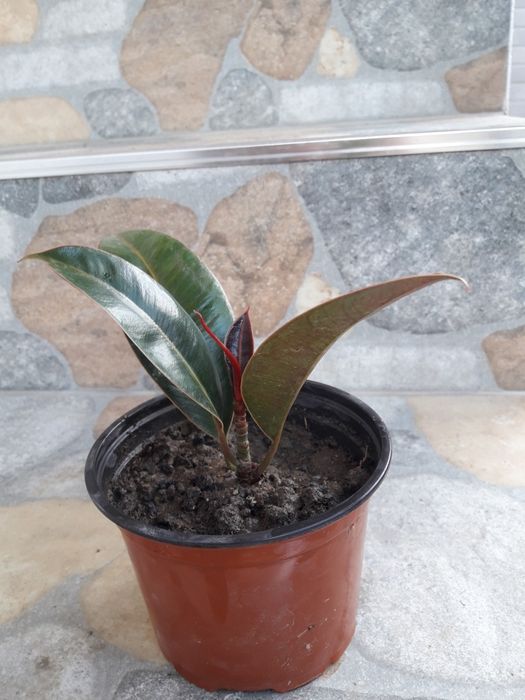 фикус,пеперомия и ecoplant haworthia и дървото на живота