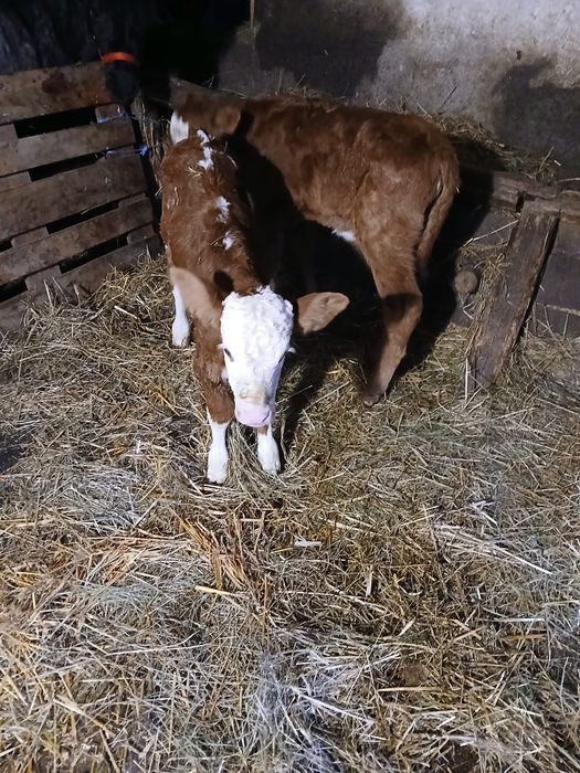 Vițele de vânzare!