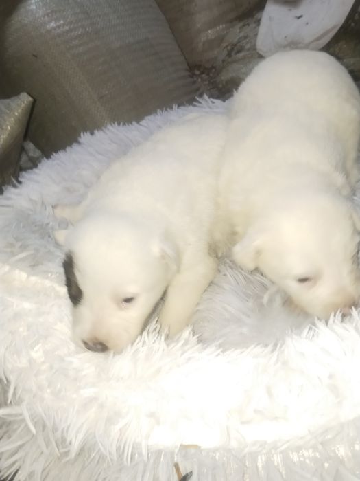 Щенки отдам в хорошие руки