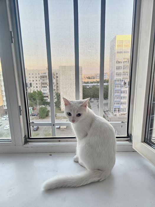 Кошка Аниса отдаем в надежные руки