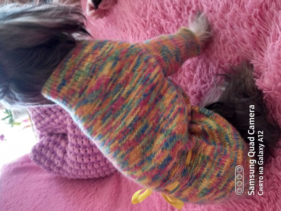 Одежда для собак