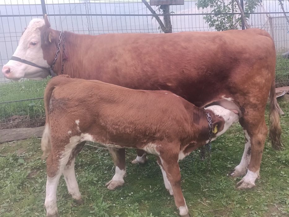 Vand vaca baltată romanească