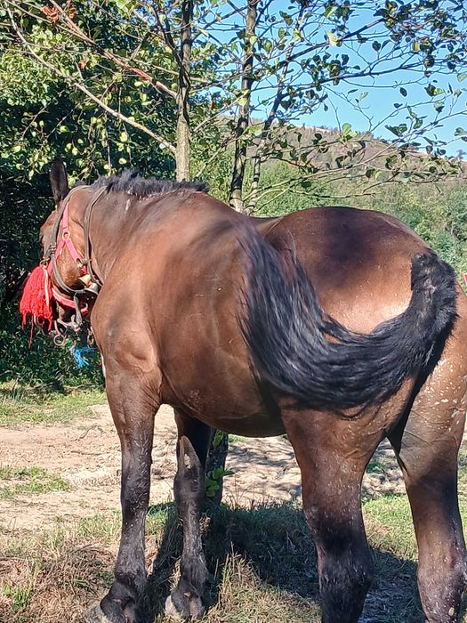 De vanzare cal de 6 ani bun de caruta