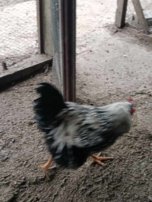 Cocoși Wiandotte Argintiu