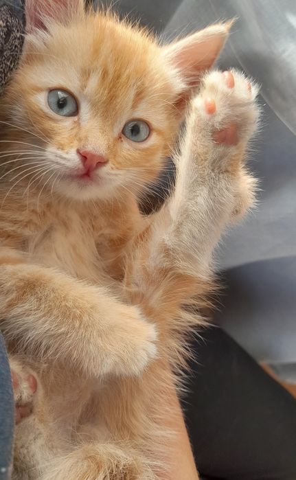 Бездомные котята ищут дом