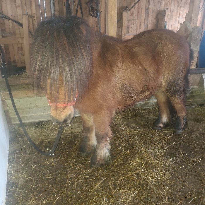 Vând ponei 5 ani,învățat cu copii