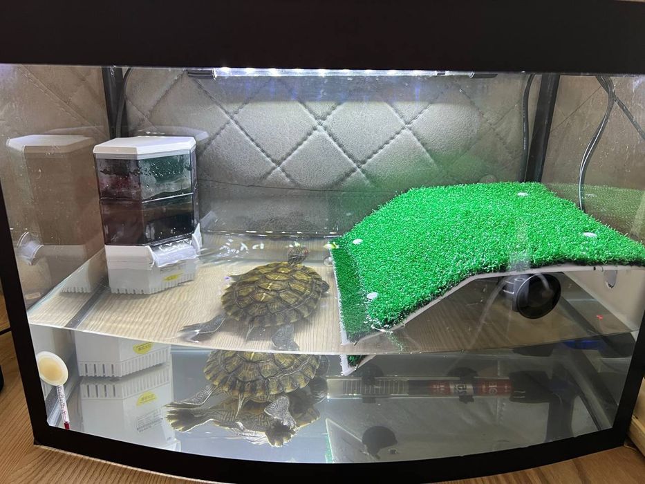 Продаётся большая красноухая черепаха с приданым