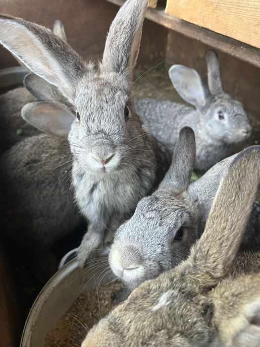 Iepuri de vanzare !!!