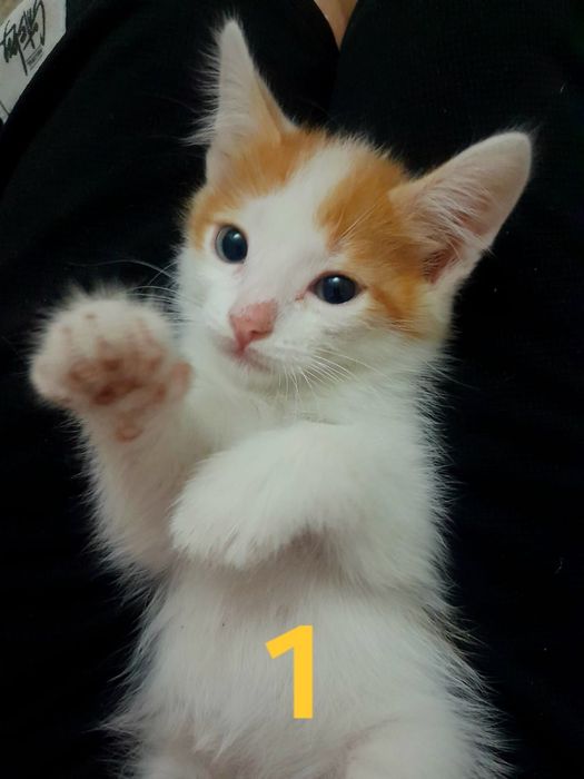 Отдам котят в добрые руки