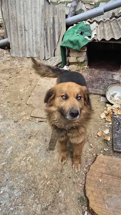 В добрые руки пёс!