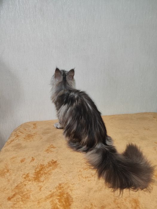 Мейн- Кун девочка