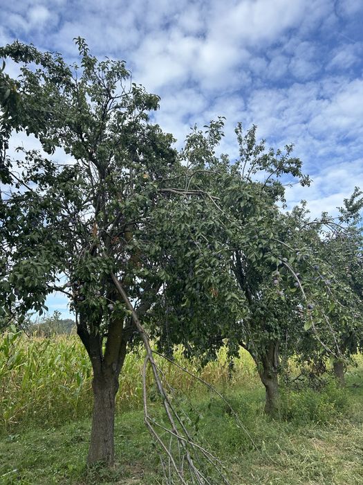 Prune de vanzare