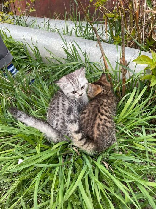 Продам Котят Шотландские