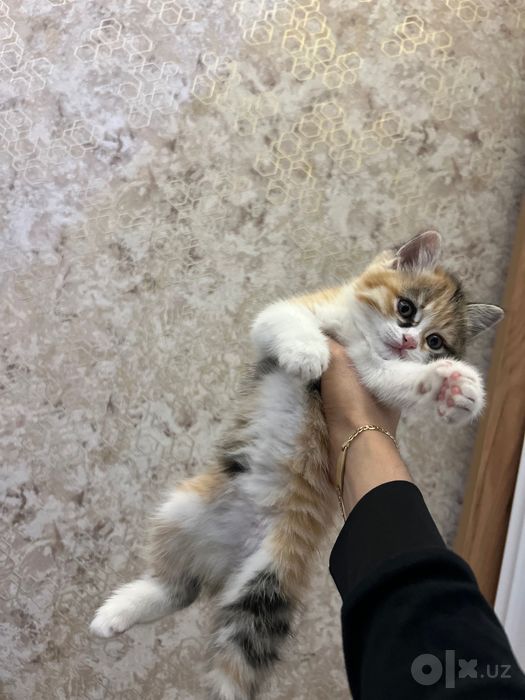 Кошка 1.5 месяца красивая